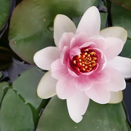 Marisa Valeggio sul Mincio