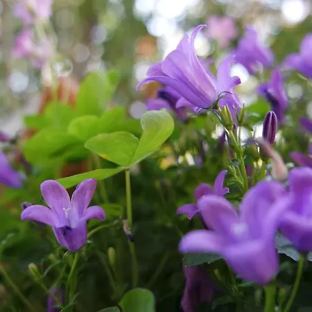 Marisa Valeggio sul Mincio