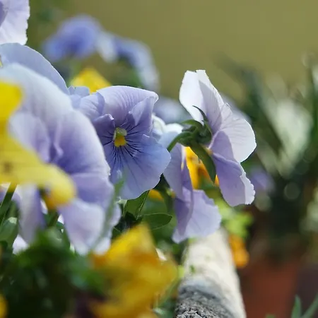 Bed and breakfast Marisa