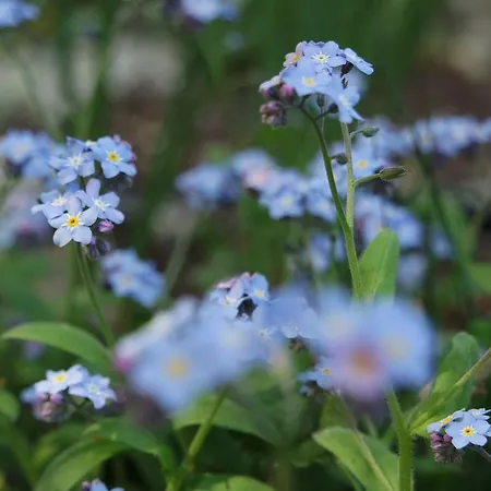 Marisa Bed and breakfast 3*