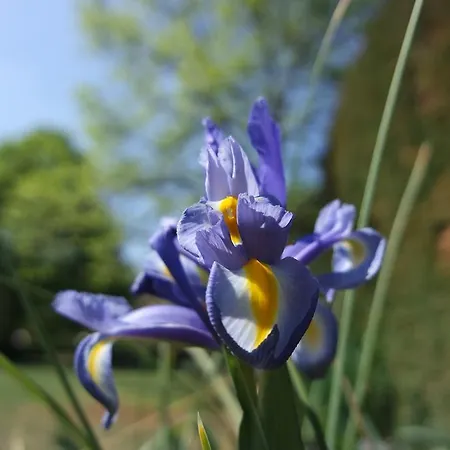 Marisa Valeggio sul Mincio