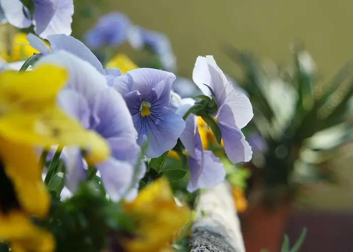 Bed & Breakfast Marisa