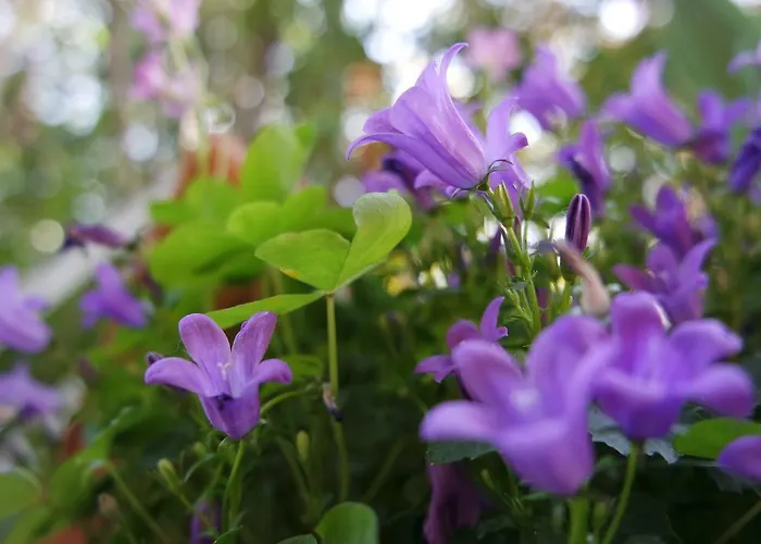 Marisa וליג'יו סול מיניציו